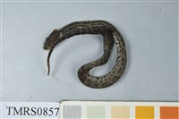 藏品(菊池氏龜殼花)的圖片